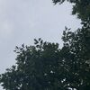 allisonz273